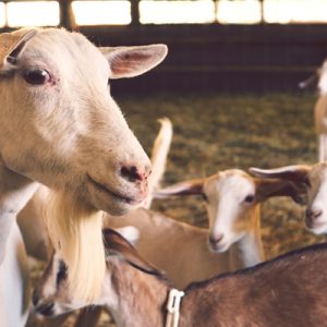 Goats