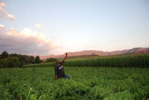 God's way farming
