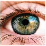 Fresh Eyesight, Learning to See Again